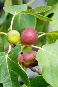 Ficus Carica Madeleine des Deux Saisons or Madeleine Fig Tree, good variety for UK climate, buy online UK delivery