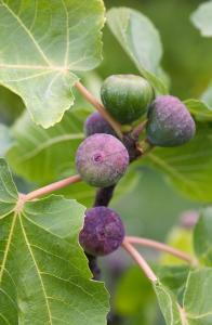 Ficus Carica Violette Dauphine Fig Tree, grows well in UK climate, buy online UK delivery