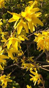 Forsythia x intermedia Weekend a bright yellow flowering shrub for Spring colour, buy online UK delivery