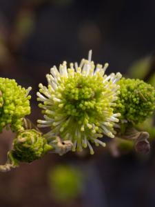 Fothergilla major Mountain Witch Alder deciduous shrub with white bottlebrush flowers