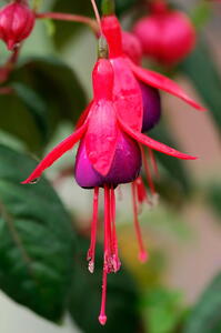 Mrs Popple a Fuchsia with vibrant flowers that are loved by pollinators, for sale UK delivery