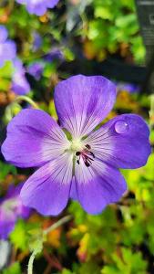 Geranium Rozanne - Summer Flowering Perennial