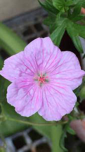 Geranium Sanguineum var. striatum or Striped Bloody Crane’s Bill to buy online with UK and Ireland delivery