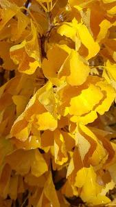 Ginkgo biloba Fastigiata Blagon Maidenhair Tree - attractive narrow conical-shaped tree with golden yellow foliage in autumn.