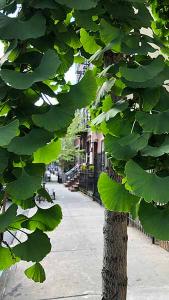 Ginkgo Biloba Princeton Sentry Maidenhair Tree