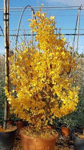 Ginkgo Biloba Pyramidalis Maidenhair Tree