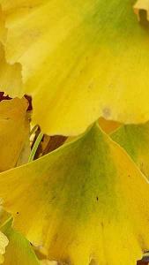 Ginkgo Biloba Fastigiata Selevans Maidenhair Tree