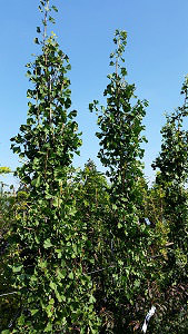 Ginkgo Biloba Tit - Ginkgo Biloba Chi Chi, very rare, deciduous tree,  available to buy online UK