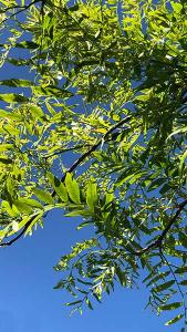 Honey Locust Sunburst Tree. Gleditsia Triacanthos Sunburst trees buy UK