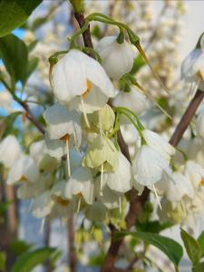 Graceful deciduous tree admired for its cascading white bell shaped flowers in spring. It thrives in well drained soil and adds elegance to any garden.