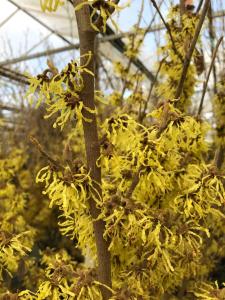 Hamamelis intermedia Arnold Promise deciduous shrub with yellow flowers