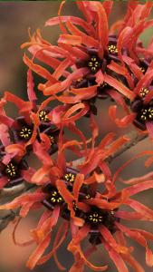 Hamamelis Intermedia Diane flowers during the winter, fragrant orange blooms with beautiful autumn foliage. Ornamental shrubs buy UK.