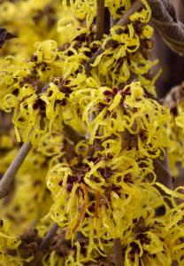 Hamamelis Intermedia Pallida is known for its fragrant bright yellow flowers that bloom in winter adding a burst of color and warmth to cold landscapes.