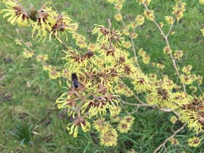 Hamamelis Mollis - winter flowering in an English garden. Adored by early pollinators.