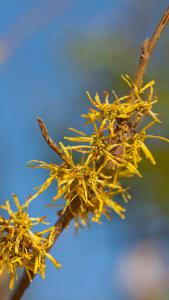 Hamamelis Virginiana American Witch Hazel a pretty yellow flowering shrub, with fragrant blooms in the winter on bare stems, buy UK.