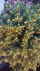 Hebe Wiri Mist, low-growing evergreen shrub with masses of white flowers