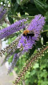 Hebe Marjorie. Shrubby Veronica Marjorie, purple flowering Hebe for Sale Online with UK delivery