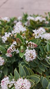 Hebe pinguifolia Sutherlandii is a compact evergreen shrub with silvery-grey foliage and small white flowers, ideal for adding texture and year-round interest to gardens.