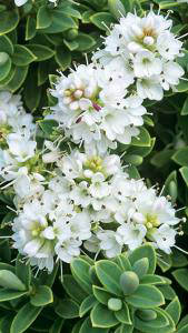 Shrubby Veronica or Hebe pinguifolia Sutherlandii for sale online, UK and Ireland delivery.