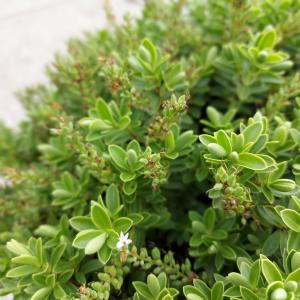 Hebe Rakaiensis is a compact evergreen shrub with glossy green leaves and small white flowers, perfect for adding structure and year-round interest to gardens and borders.