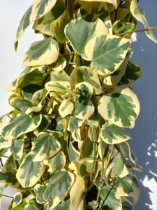 Hedera colchica Dentata Variegata evergreen ivy with variegated foliage