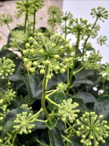 Hedera helix Arborescens Ivy evergreen shrub