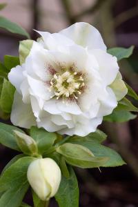 Hellebore Double Ellen White flowering Helleborus Christmas Rose White, winter flowers, buy online UK