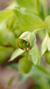 Helleborus Foetidus. Christmas Rose. Hellebores to buy online UK delivery.