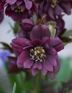 Striking purple winter flowers of Hellebore Double Ellen Purple, buy online UK delivery