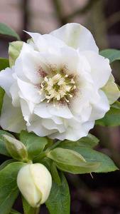 Hellebore Double Ellen White Helleborus Christmas Rose White