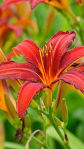 Hemerocallis Crimson Pirate. Daylily Crimson Pirate