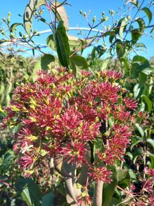 Heptacodium Miconioides Seven Sons is known for its late summer white flowers and vibrant red sepals that extend its visual appeal well into autumn.