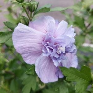 Hibiscus Syriacus Blue Chiffon is a stunning shrub with large, soft blue to lavender blooms and a semi-double petal structure, bringing a touch of elegance and beauty to any garden.