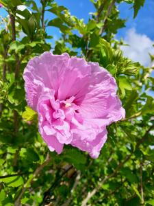 Hibiscus Syriacus Lavender Chiffon features beautiful lavender-colored flowers with ruffled petals, offering a refined and elegant touch to any landscape.