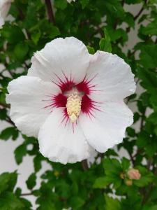 Hibiscus Syriacus Red Heart showcases stunning deep red flowers with a white center, creating a dramatic contrast that enhances any garden setting.