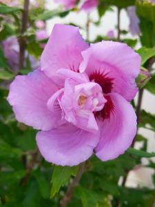 Hibiscus Syriacus Ardens is known for its rich, deep pink flowers that stand out against its dark green foliage, adding a bold and vibrant touch to any garden.