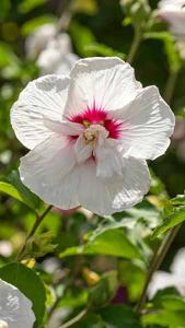 White flowering Hibiscus Syriacus China Chiffon, with dark pink centre, lovely delicate double centres on this variety of Hibiscus, for sale UK.