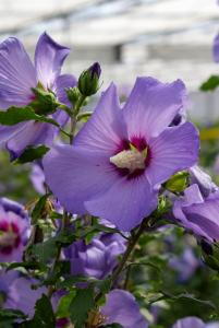 Hibiscus Syriacus Oiseau Bleu features delicate, light blue to lavender flowers with a soft, airy look, offering a unique and serene touch to any landscape.