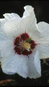 Hibiscus Syriacus Red Heart shrubs available to buy online, London UK