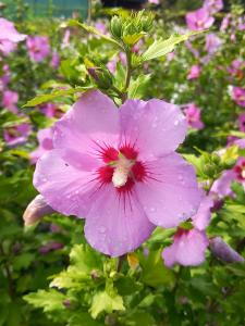 Hibiscus Syriacus Woodbridge features striking pink and purple flowers, offering a vibrant and bold contrast against its lush green foliage, perfect for creating a focal point in any garden.