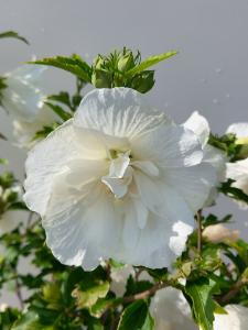 Hibiscus Syriacus White Chiffon is a stunning shrub with large, pure white blooms and semi-double petals, offering an elegant and soft touch to any garden.