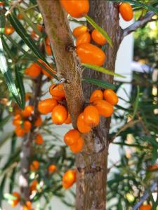 Hippophae rhamnoides Hergo Sea Buckthorn with orange berries