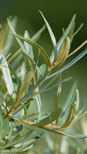 Hippophae Rhamnoides Hikul Sea Buckthorn produces bright orange berries on grey green foliage - loved by birds, very decorative, buy UK