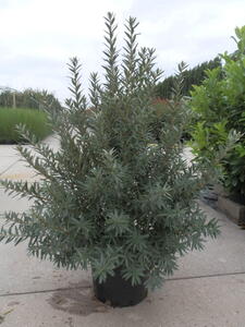 Hippophae Rhamnoides Hikul or Sea Buckthorn, evergreen shrub for coastal planting buy online