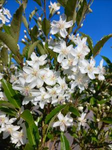 Hoheria Stardust  RHS AGM fragrant flowers in Spring