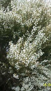 Cytisus X Praecox Albus or White Broom shrubs for sale at our London plant centre UK