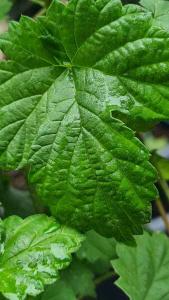 Humulus Lupulus or Common Hop Native Deciduous Climber