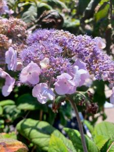 Hydrangea aspera Anthony Bullivant deciduous shrub with purple flowers