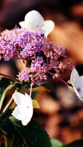 Hydrangea Aspera Hot Chocolate, chocolate foliage, dainty white lacecap flowers and attractive peeling bark in winter. A shrub for year round interest buy UK.