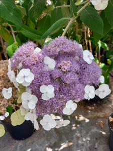 Hydrangea aspera Macrophylla deciduous shrub with purple flowers